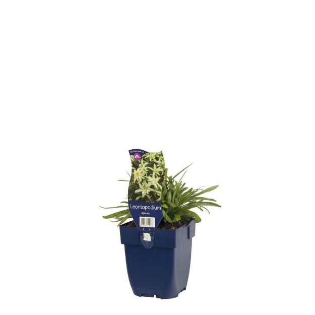 Image de Leontopodium alpinum - pot de 11 cm.