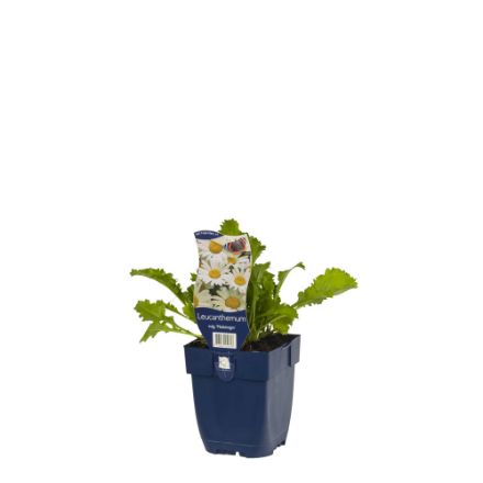 Agrandir l'image de Leucanthemum v. 'Maikönigin' - pot de 11 cm. Image de Leucanthemum v. 'Maikönigin' - pot de 11 cm.