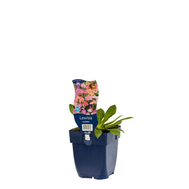 Image de Lewisia cotyledon - pot de 11 cm.