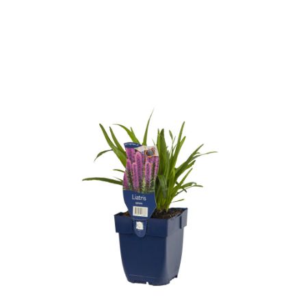 Agrandir l'image de Liatris spicata - pot de 11 cm. Image de Liatris spicata - pot de 11 cm.