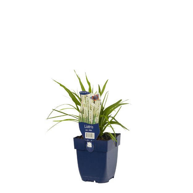 Image de Liatris spicata 'Alba' - pot de 11 cm.