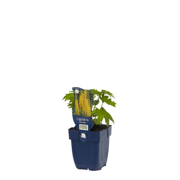 Image de Ligularia przewalskii - pot de 11 cm.