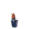 Image de Lobelia fulgens 'Queen Victoria' - pot de 11 cm.