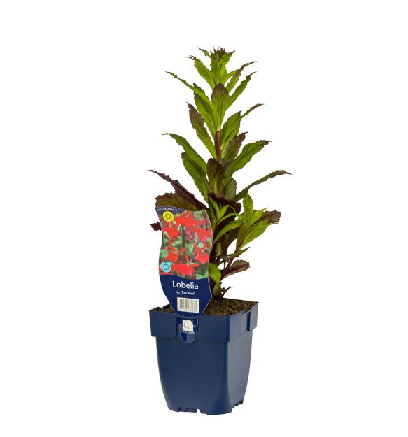 Image de Lobelia sp. 'Fan Red' - pot de 11 cm.