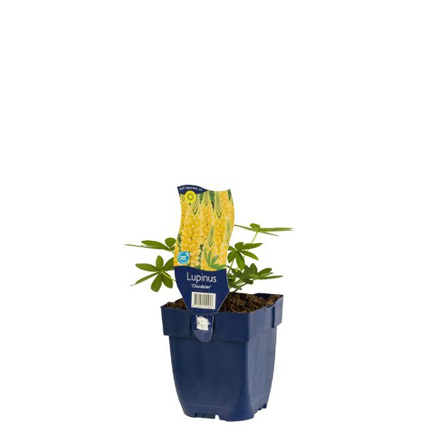 Image de Lupinus 'Chandelier' - pot de 11 cm.