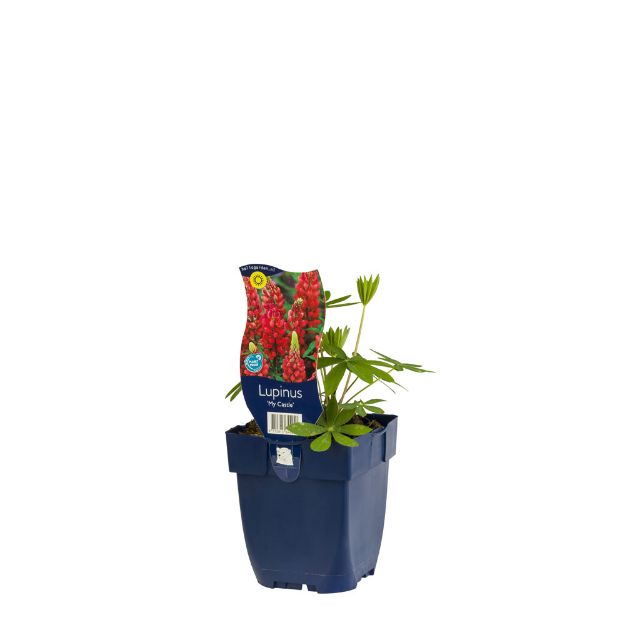 Image de Lupinus 'My Castle' - pot de 11 cm.