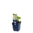 Image de Lupinus 'Noblemaiden' - pot de 11 cm.
