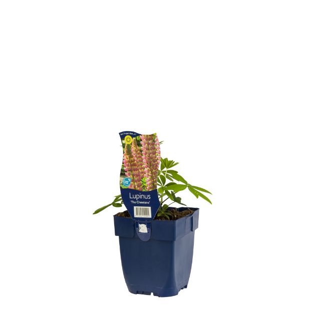 Image de Lupinus 'The Chatelaine' - pot de 11 cm.