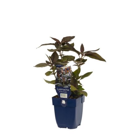 Agrandir l'image de Lysimachia cil. 'Fire Cracker' - pot de 11 cm. Image de Lysimachia cil. 'Fire Cracker' - pot de 11 cm.