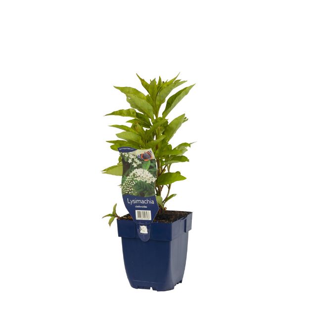 Image de Lysimachia clethroides - pot de 11 cm.