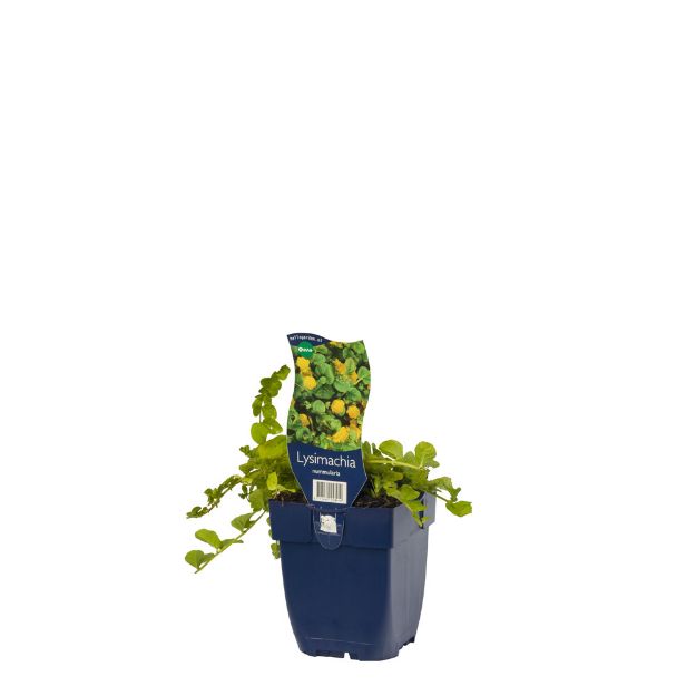 Image de Lysimachia nummularia - pot de 11 cm.