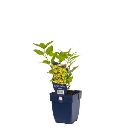 Agrandir l'image de Lysimachia punctata - pot de 11 cm. Image de Lysimachia punctata - pot de 11 cm.