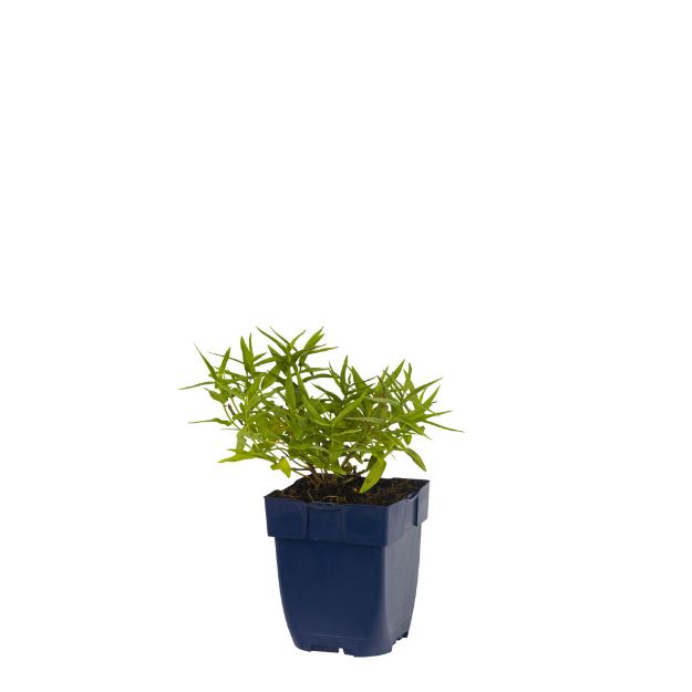 Image de Lythrum sal. 'Blush' - pot de 11 cm.