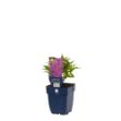 Image de Lythrum sal. 'Dropmore Purple' - pot de 11 cm.