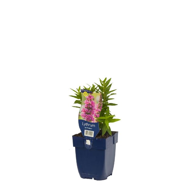 Image de Lythrum sal. 'Robert' - pot de 11 cm.