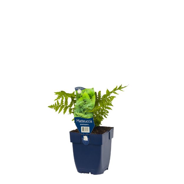 Image de Matteuccia struthiopteris - pot de 11 cm.