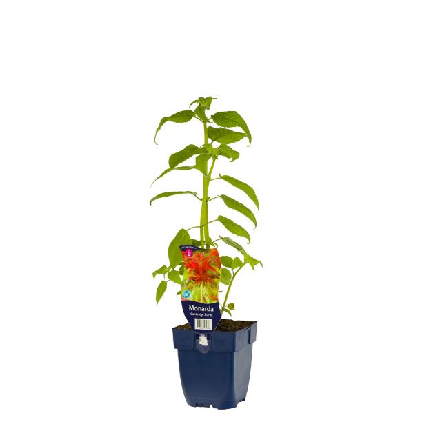 Image de Monarda 'Cambridge Scarlet' - pot de 11 cm.