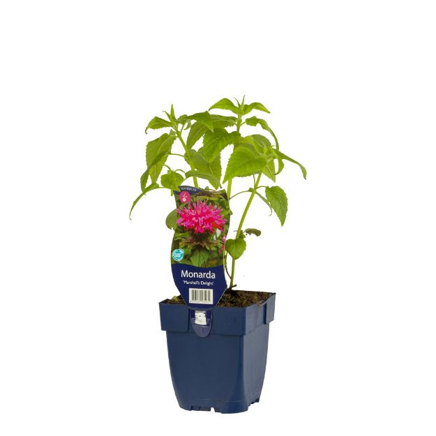 Image de Monarda 'Marshall's Delight' - pot de 11 cm.