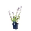 Image de Nepeta faassenii 'Walker's Low' - pot de 11 cm.