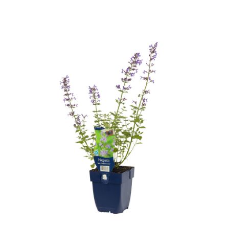 Agrandir l'image de Nepeta faassenii 'Walker's Low' - pot de 11 cm. Image de Nepeta faassenii 'Walker's Low' - pot de 11 cm.
