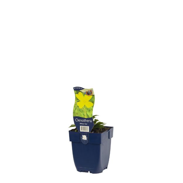 Image de Oenothera 'African Sun' - pot de 11 cm.