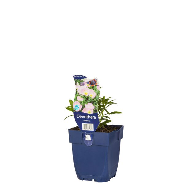 Image de Oenothera 'Siskiyou' - pot de 11 cm.