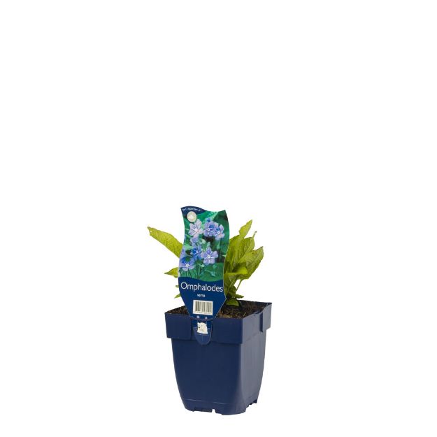 Image de Omphalodes verna - pot de 11 cm.