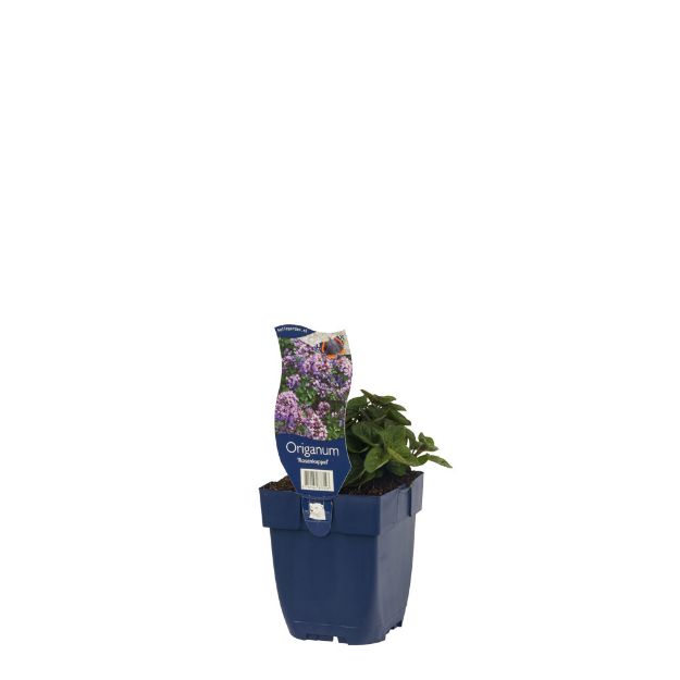 Image de Origanum 'Rosenkuppel' - pot de 11 cm.