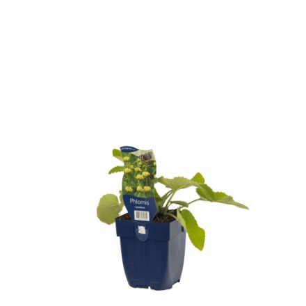 Agrandir l'image de Phlomis russeliana - pot de 11 cm. Image de Phlomis russeliana - pot de 11 cm.