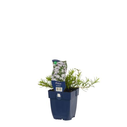 Agrandir l'image de Phlox (S) 'Benita' - pot de 11 cm. Image de Phlox (S) 'Benita' - pot de 11 cm.