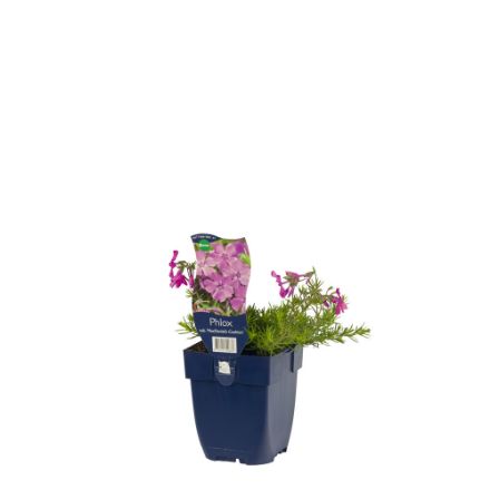 Agrandir l'image de Phlox (S) 'MacDaniel's Cushion' - pot de 11 cm. Image de Phlox (S) 'MacDaniel's Cushion' - pot de 11 cm.