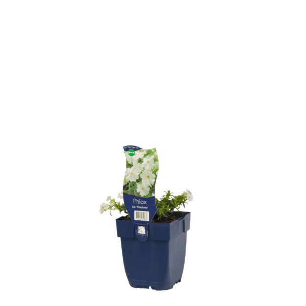 Image de Phlox (S) 'Maischnee' - pot de 11 cm.