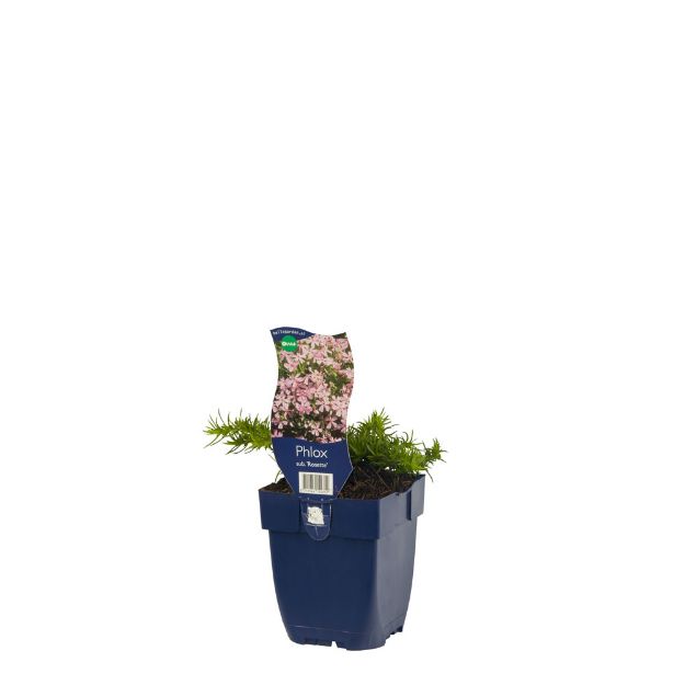 Image de Phlox (S) 'Rosette' - pot de 11 cm.
