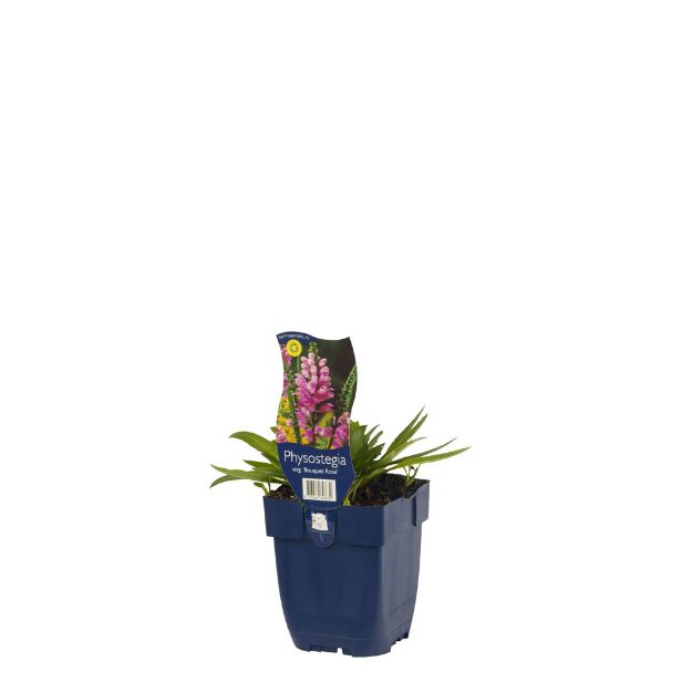 Image de Physostegia virg. 'Bouquet Rose' - pot de 11 cm.