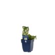 Image de Physostegia virg. 'Summer Snow' - pot de 11 cm.