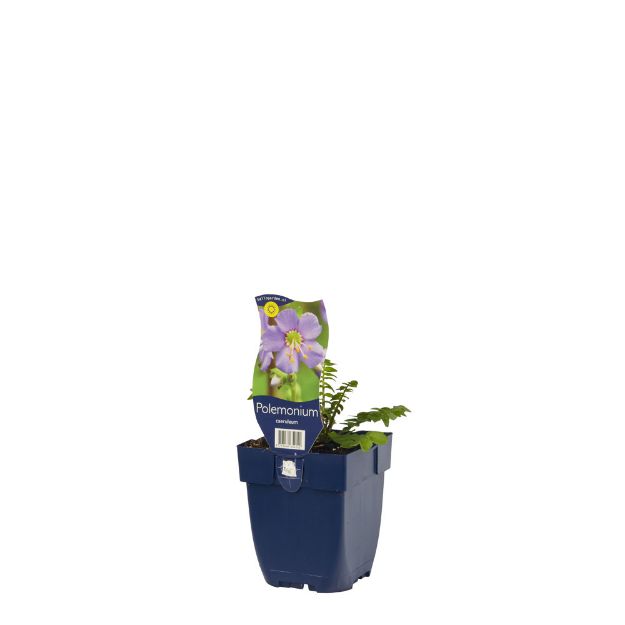 Image de Polemonium caeruleum - pot de 11 cm.