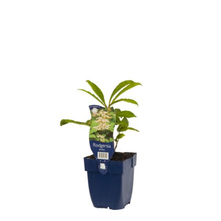 Agrandir l'image de Rodgersia pinnata - pot de 11 cm. Image de Rodgersia pinnata - pot de 11 cm.