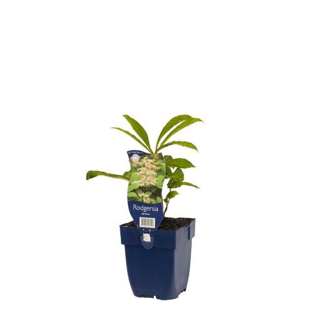 Image de Rodgersia pinnata - pot de 11 cm.