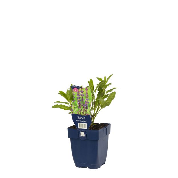 Image de Salvia nem. 'Caradonna' - pot de 11 cm.