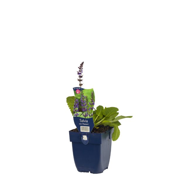 Image de Salvia nem. 'Mainacht' - pot de 11 cm.