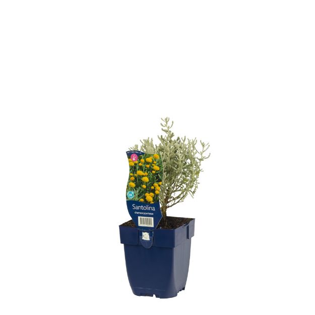 Image de Santolina chamaecyparissus - pot de 11 cm.