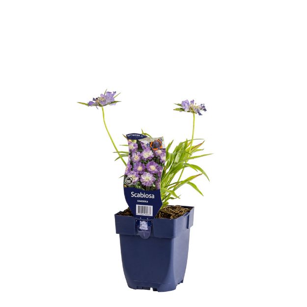 Image de Scabiosa caucasica - pot de 11 cm.