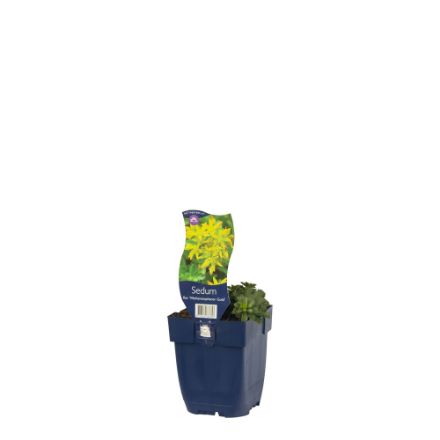 Agrandir l'image de Sedum f. 'Weihenstephaner Gold' - pot de 11 cm. Image de Sedum f. 'Weihenstephaner Gold' - pot de 11 cm.