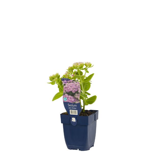Image de Sedum spectabile 'Brillant' - pot de 11 cm.