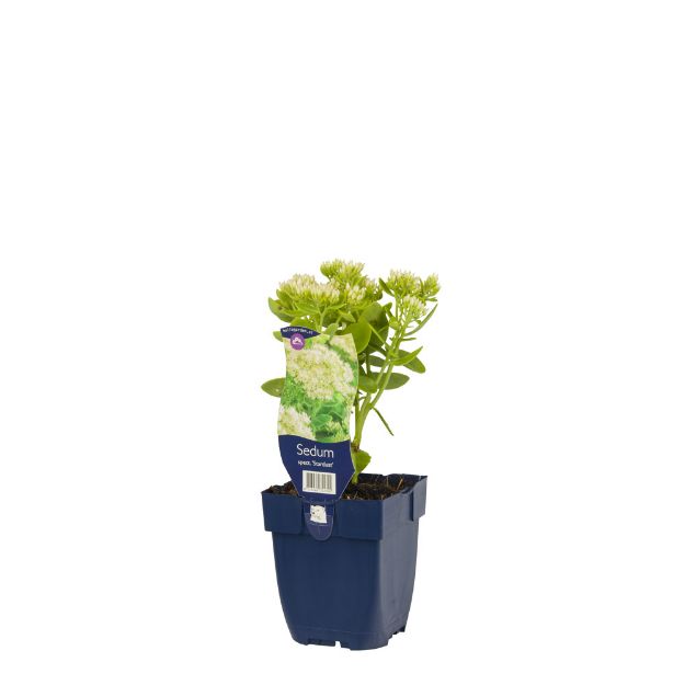 Image de Sedum spectabile 'Star Dust' - pot de 11 cm.