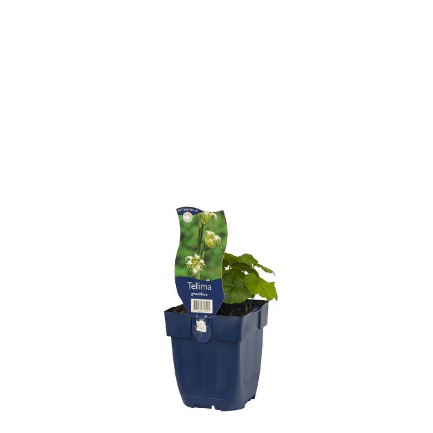 Image de Tellima grandiflora - pot de 11 cm.