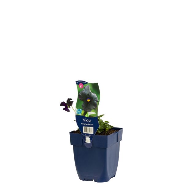 Image de Viola (C) 'Molly Sanderson' - pot de 11 cm.