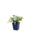 Image de Lathyrus lat. 'White Pearl' - pot de 11 cm.