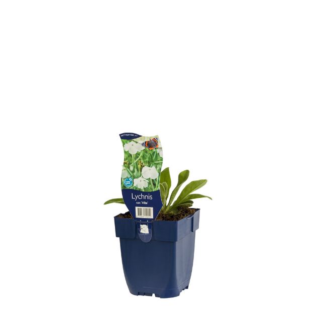 Image de Lychnis cor. 'Alba' - pot de 11 cm.
