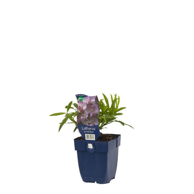 Image de Lathyrus lat. 'Pink Pearl' - pot de 11 cm.